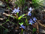 41 Scilla bifolia (Scilla silvestre)